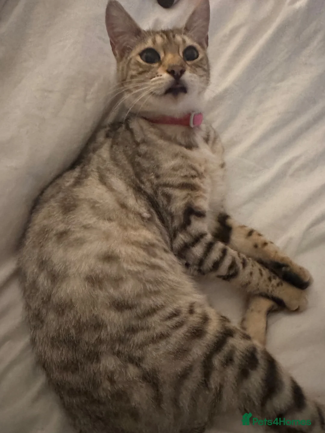 Bengal cats for sale: Beautiful Bengal X Kittens  - Advert 1