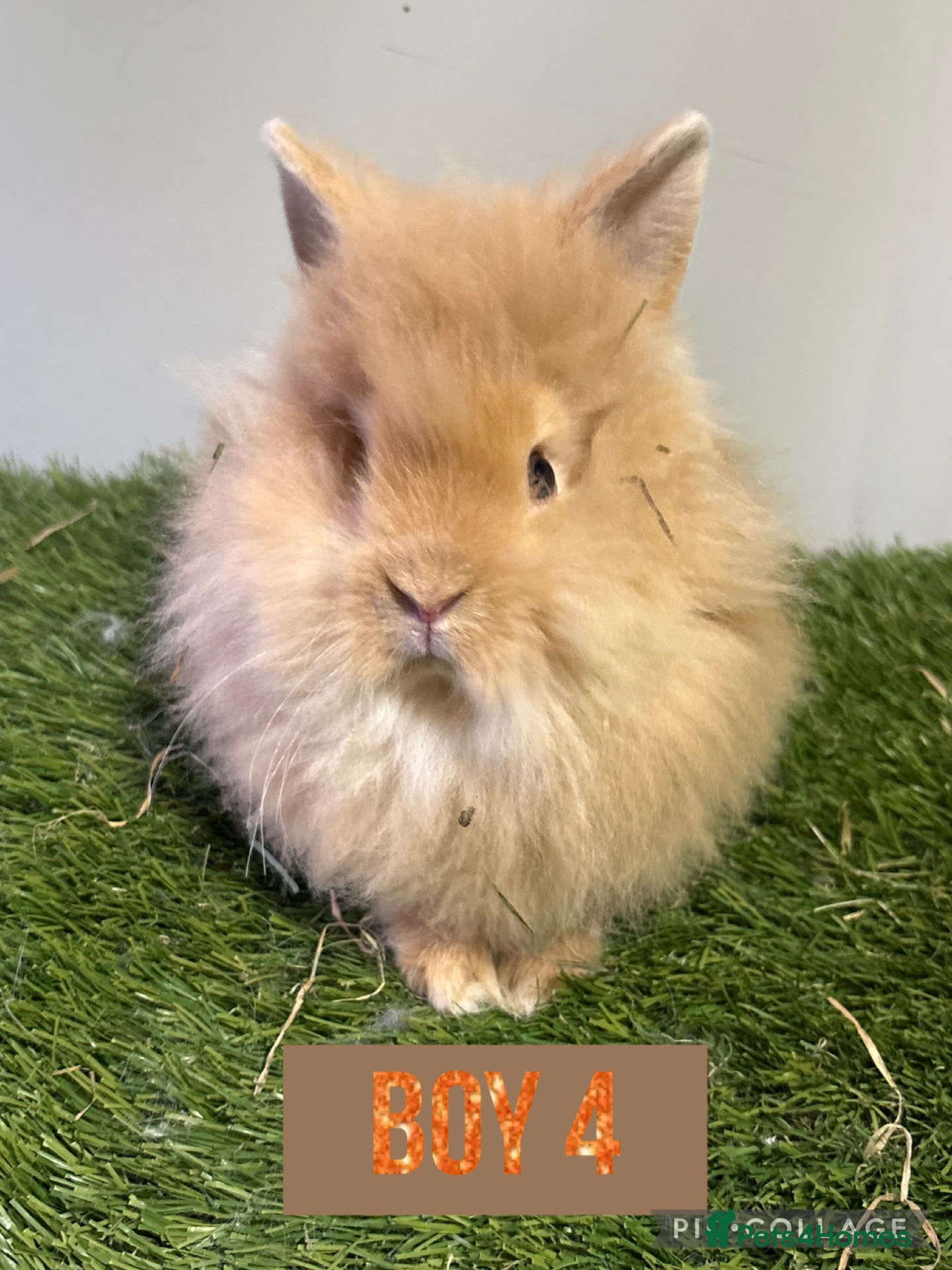 Lionhead rabbits Beautiful double mained lionheads ready soon  - Advert 5