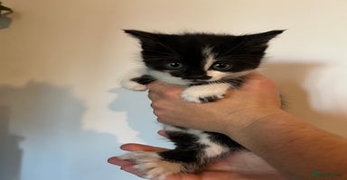 Mixed Breed cats - Advert 12