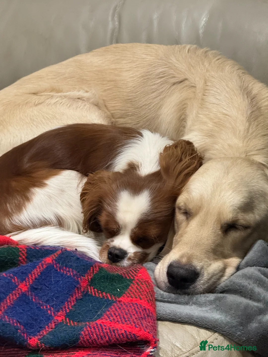 Golden Retriever dogs for sale: Lily- Golden Retriever Cream - Advert 3