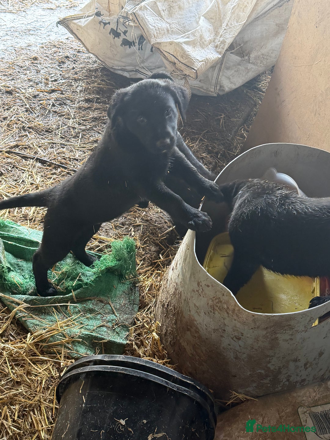 Mixed Breed dogs for sale: Collie cross puppies - Advert 5