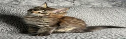 Maine Coon cats for sale: GCCF Maine Coon Kittens.  - Advert 11
