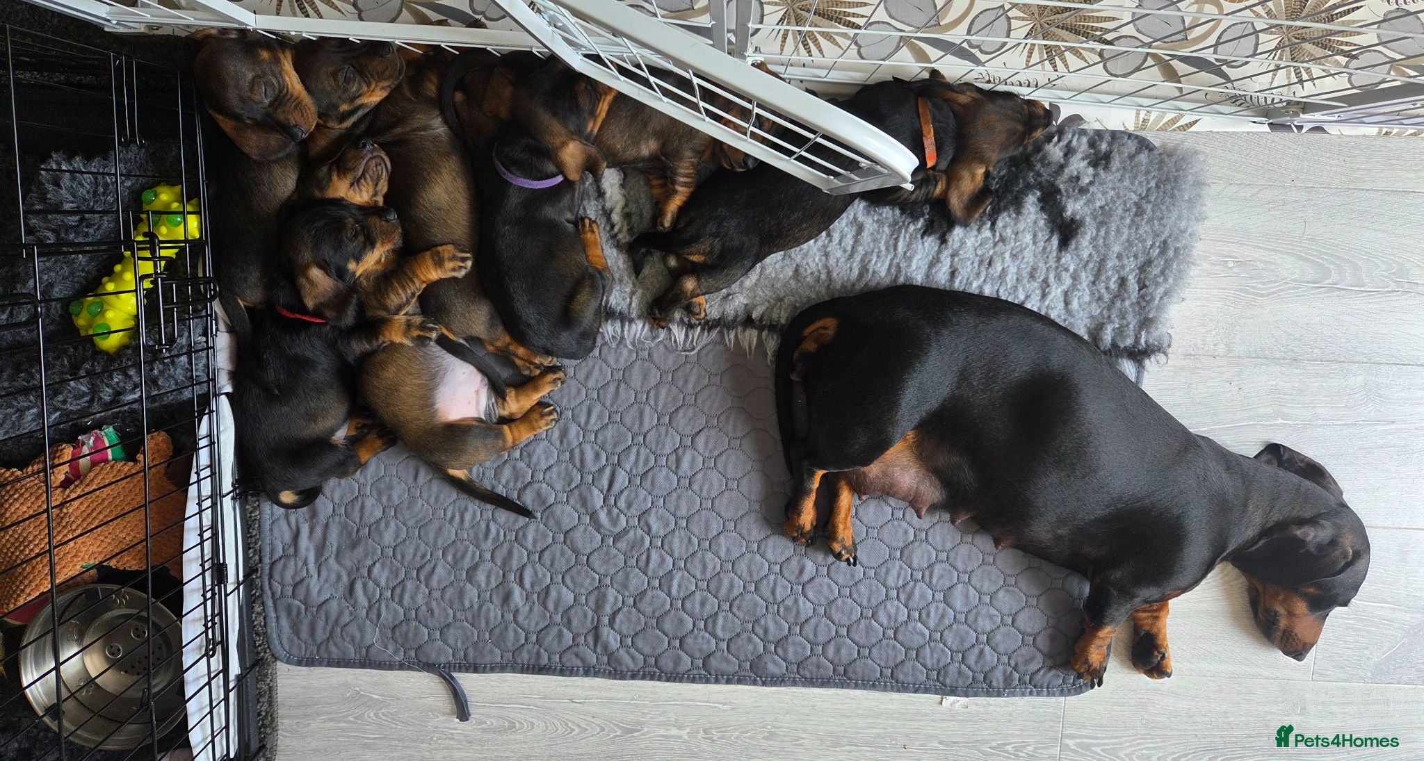 Dachshund dogs READY NOW Lovely Bunch Standard Dachshund puppies - Advert 12