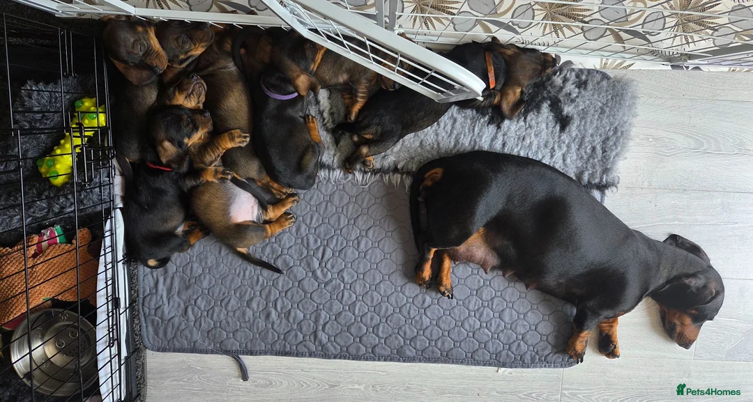 Dachshund dogs for sale: READY NOW Lovely Bunch Standard Dachshund puppies - Advert 1