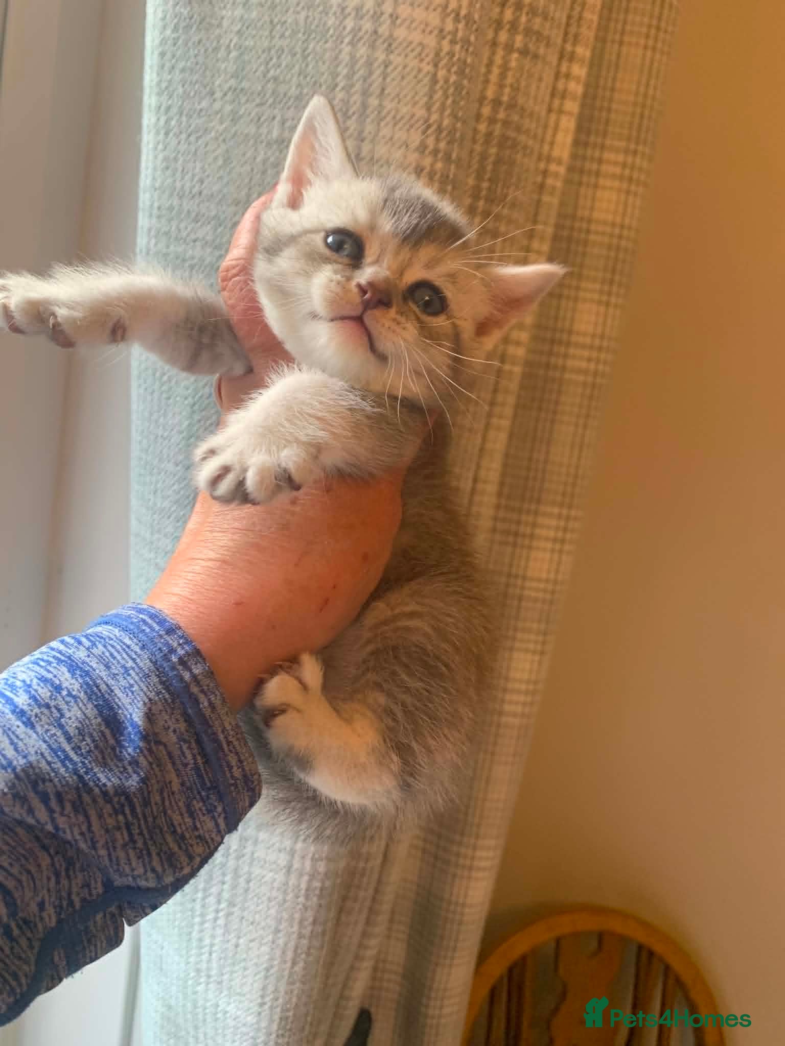 British Shorthair cats BSH Stunning rare Shaded - Advert 2