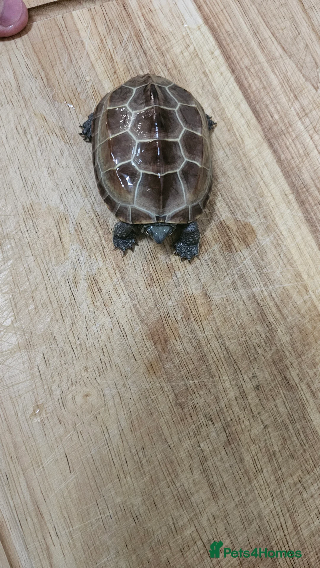 Turtle reptiles for sale: Two Reeves turtles for sale - Advert 4