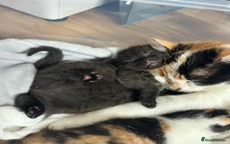 Mixed Breed cats for sale: Black Male Kitten - Image 3