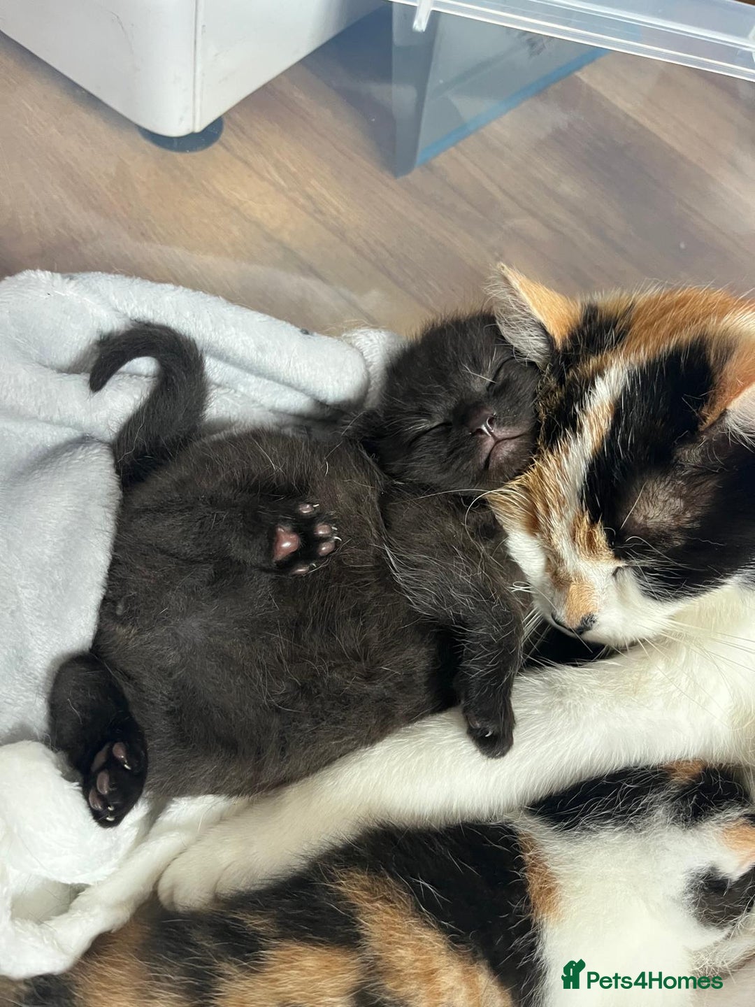 Mixed Breed cats for sale: Black Male Kitten - Image 3