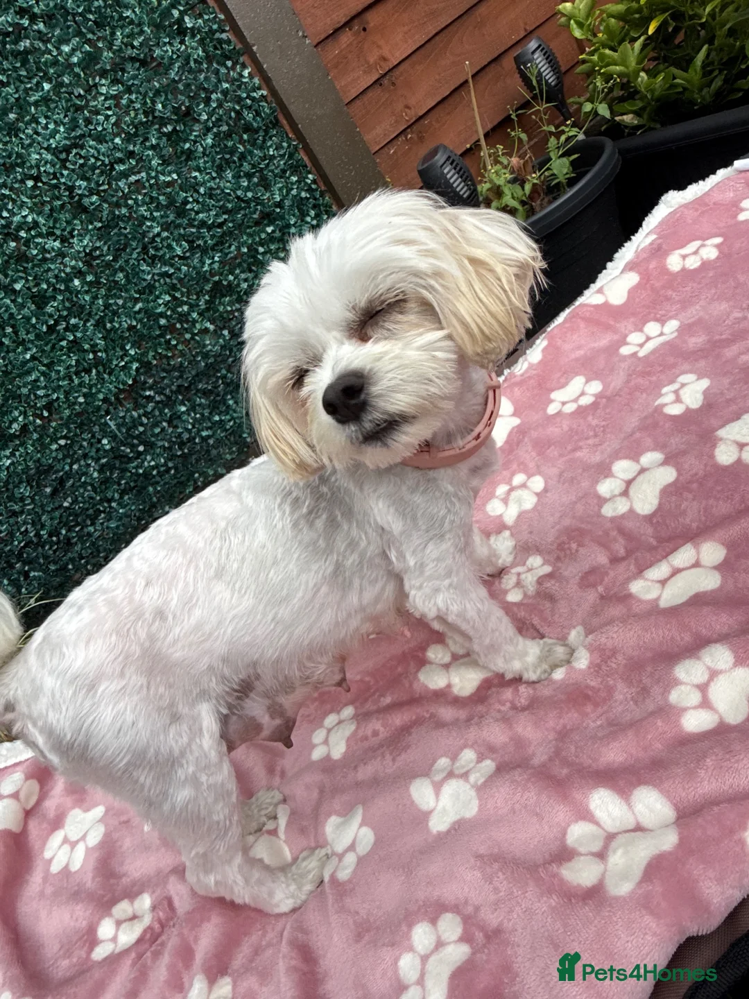 Maltipoo dogs for sale: 🐾💕 ADORABLE MALTIPOO  **   💕🐾 in Oldham - Advert 33