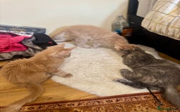 Maine Coon cats for sale: Last Ginger Boy Pure Mainecoon! - Image 4