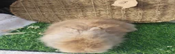Lionhead rabbits for sale: Double Mane Lionheads - Advert 23