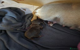 Chihuahua dogs for sale: EXCELLENT BLOODLINE SMOOTHCOAT CHIHUAHUA PUPPIES - Image 6