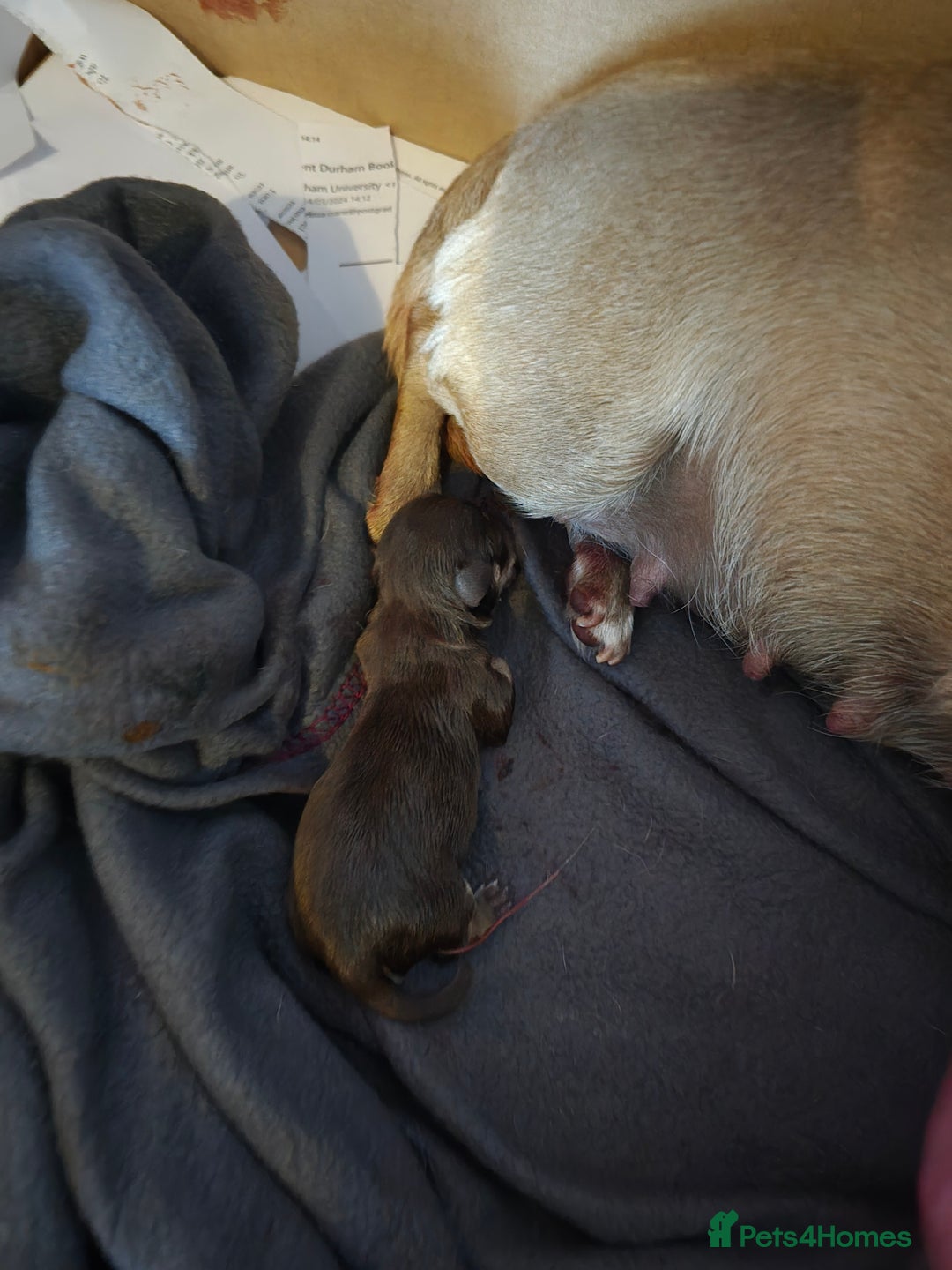 Chihuahua dogs for sale: EXCELLENT BLOODLINE SMOOTHCOAT CHIHUAHUA PUPPIES - Image 6
