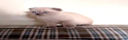 Scottish Fold cats for sale: Luxury Scottish folded NY12 ready to going.  - Advert 11