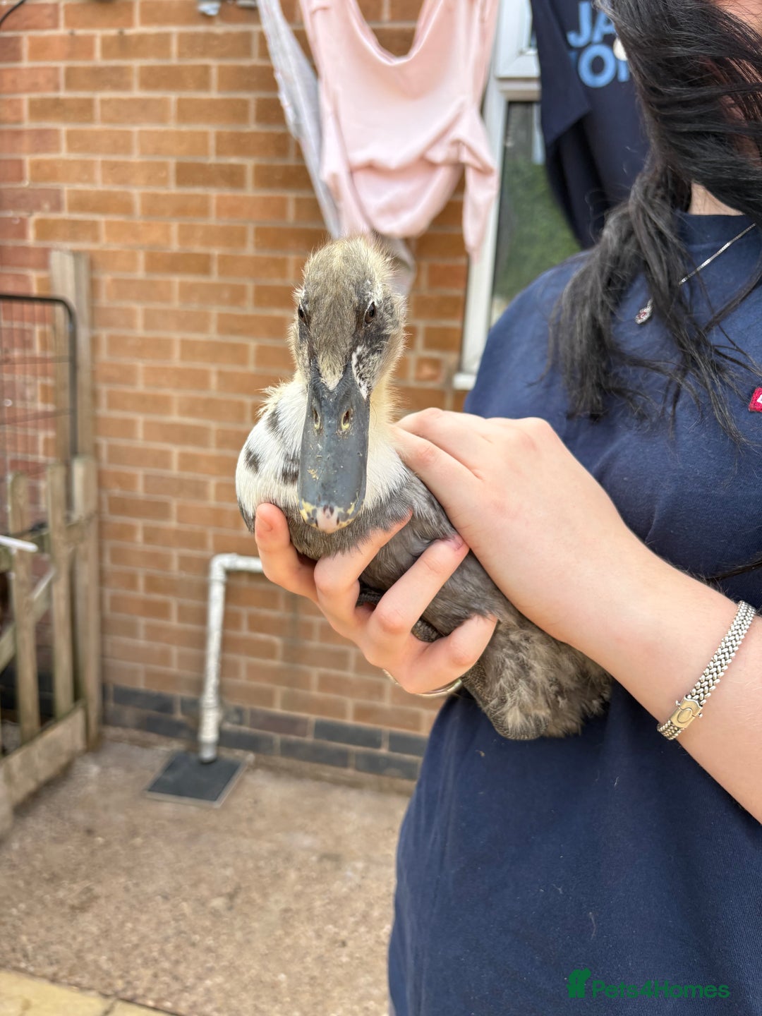 Ducks poultry for sale: Runner ducklings unsexed  - Image 1