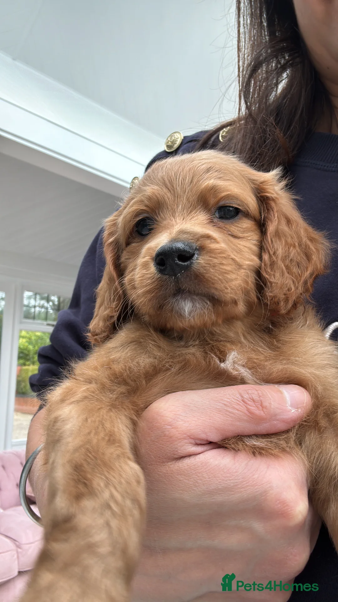 Mixed Breed dogs for sale: Last Boy Remaining in Sutton Coldfield - Advert 1