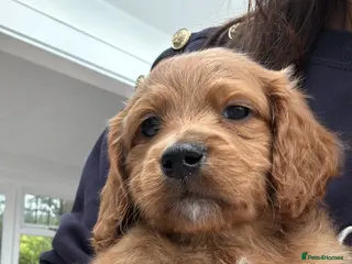 Mixed Breed dogs Last Boy Remaining - Advert 1