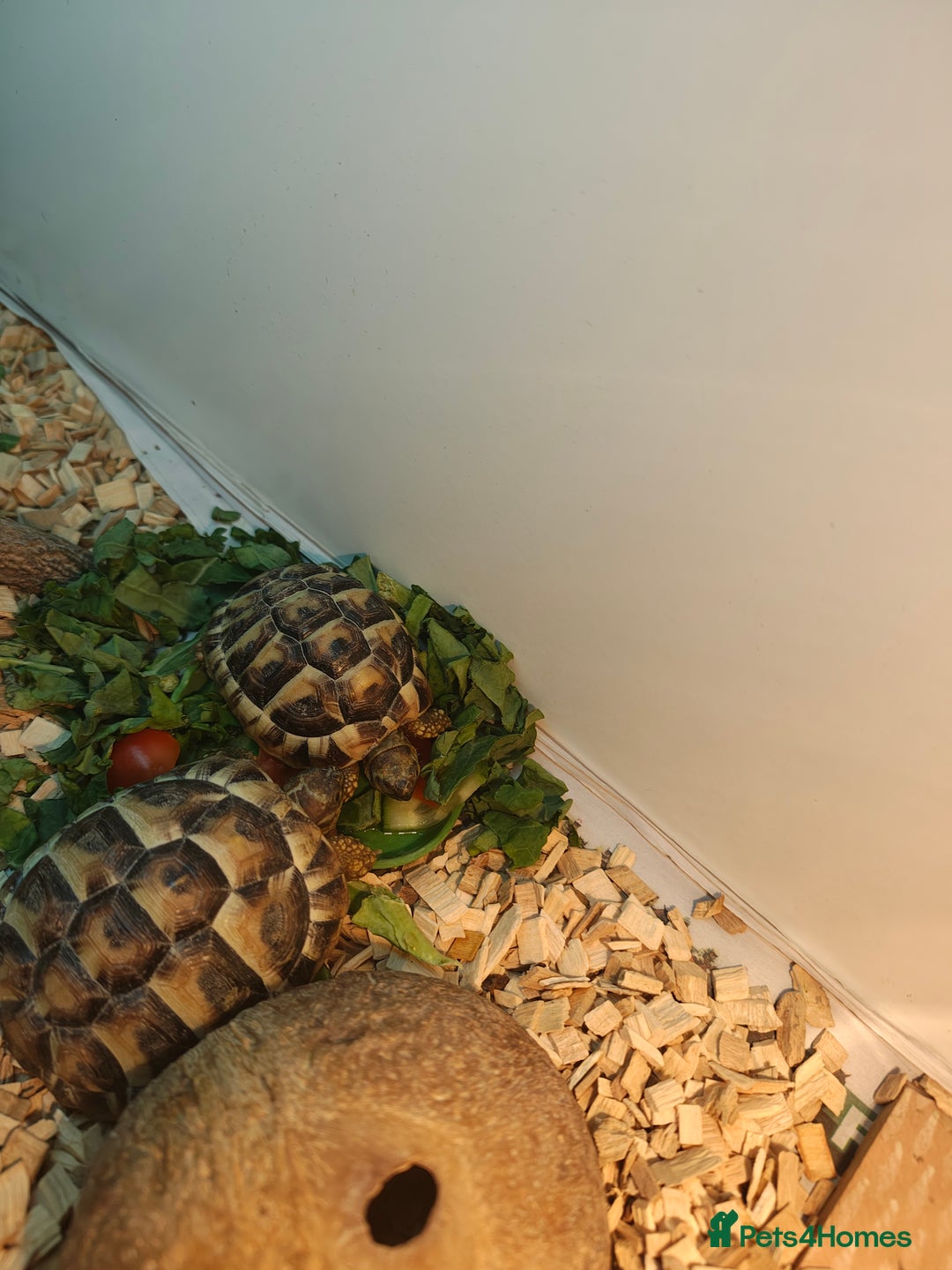 Tortoise reptiles for sale: 4 off Hermann tortoises  - Advert 2