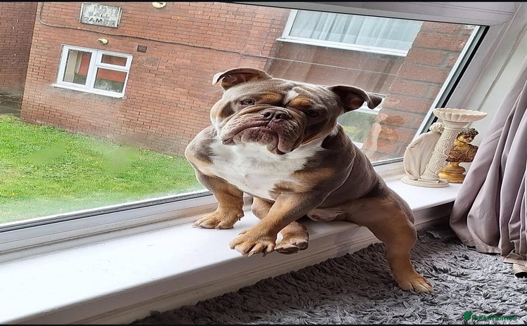 Olde English Bulldogge dogs - Advert 1