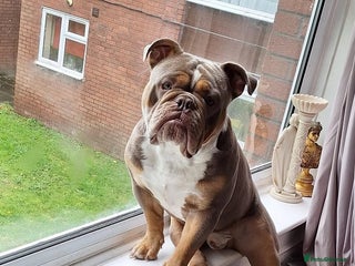 Olde English Bulldogge dogs - Advert 4