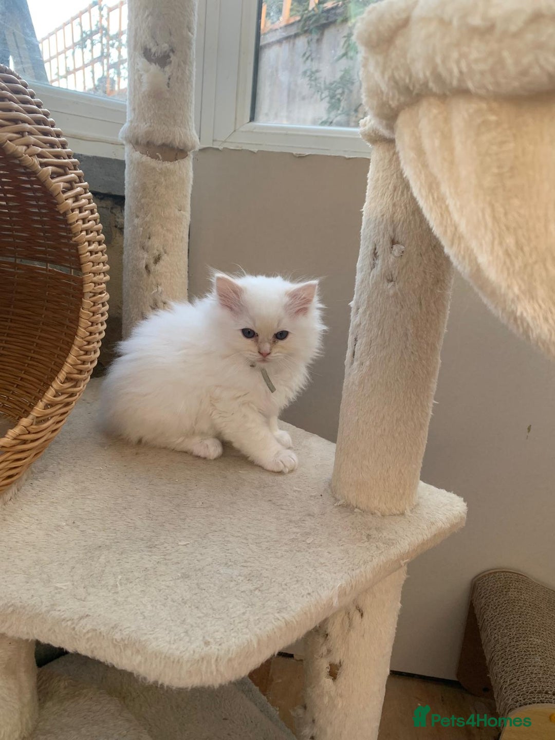 Ragdoll cats for sale: 100% Pure ragdoll kittens - Advert 16