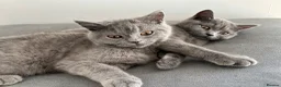 British Shorthair cats for sale: pure pedigreeBritish shorthairs kittens - Advert 9
