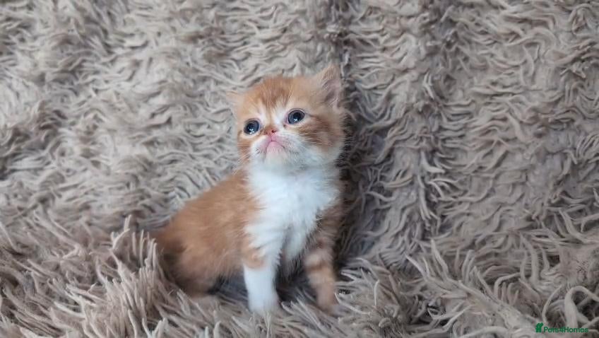 Persian cats Beautiful Persian kittens - Advert 1