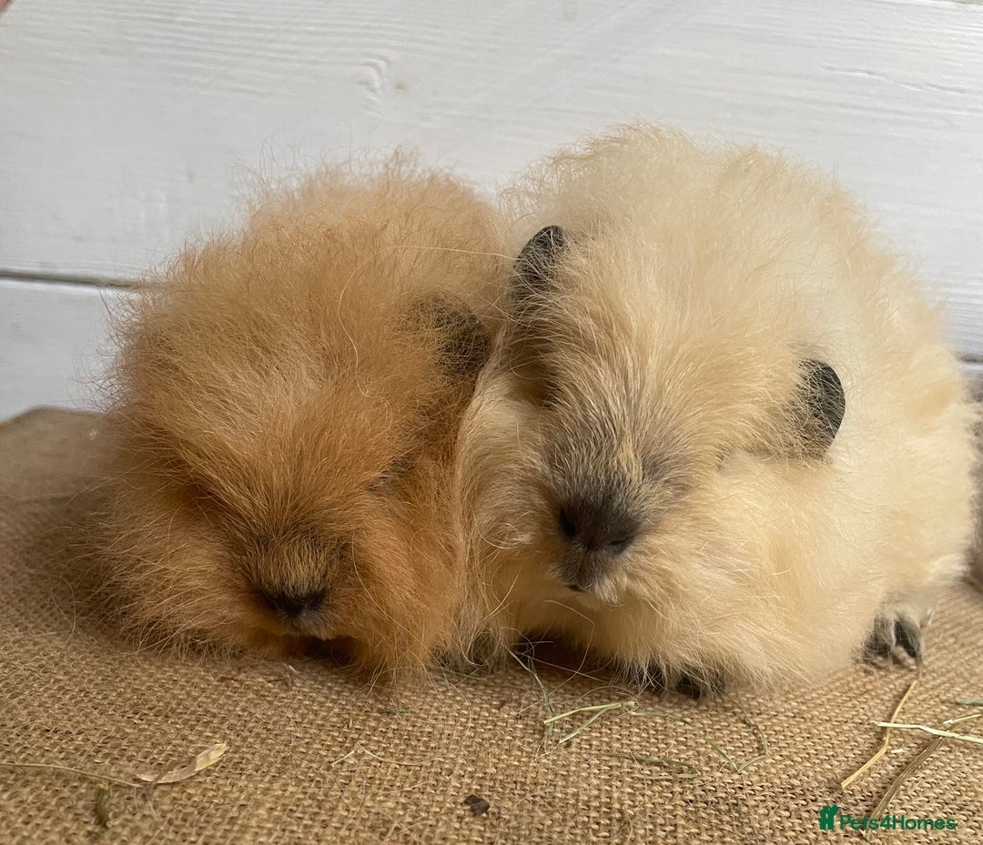 Guinea Pig rodents for sale: Swiss Teddy Babies  - Image 2