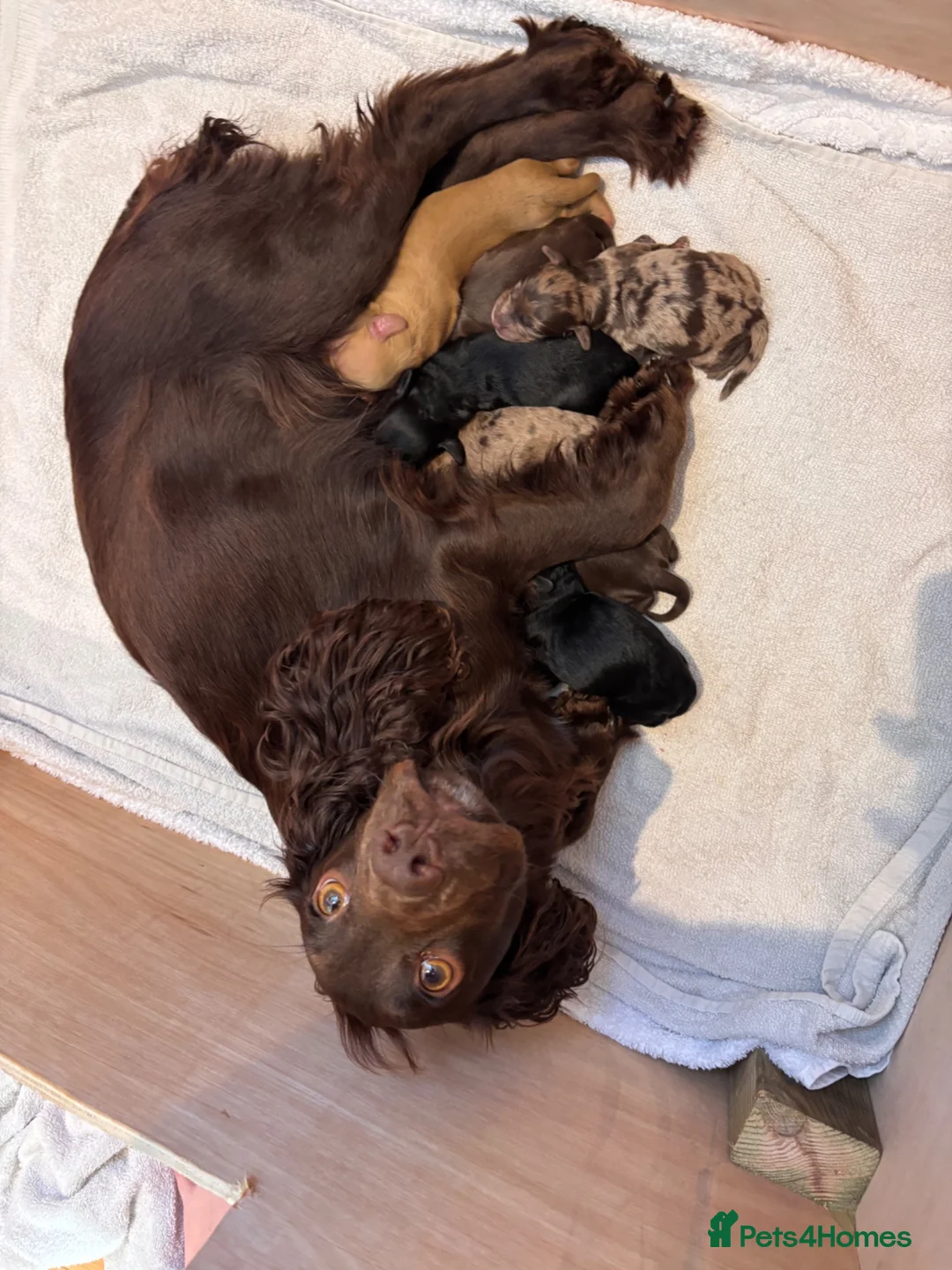 Cockapoo dogs for sale: Beautiful F1 cockapoos  - Advert 2