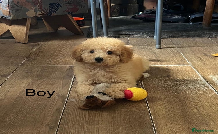 Mixed Breed dogs - Advert 15