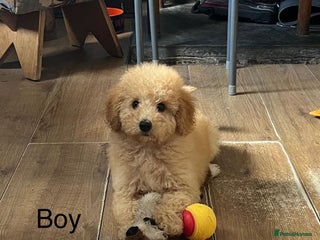 Mixed Breed dogs - Advert 6