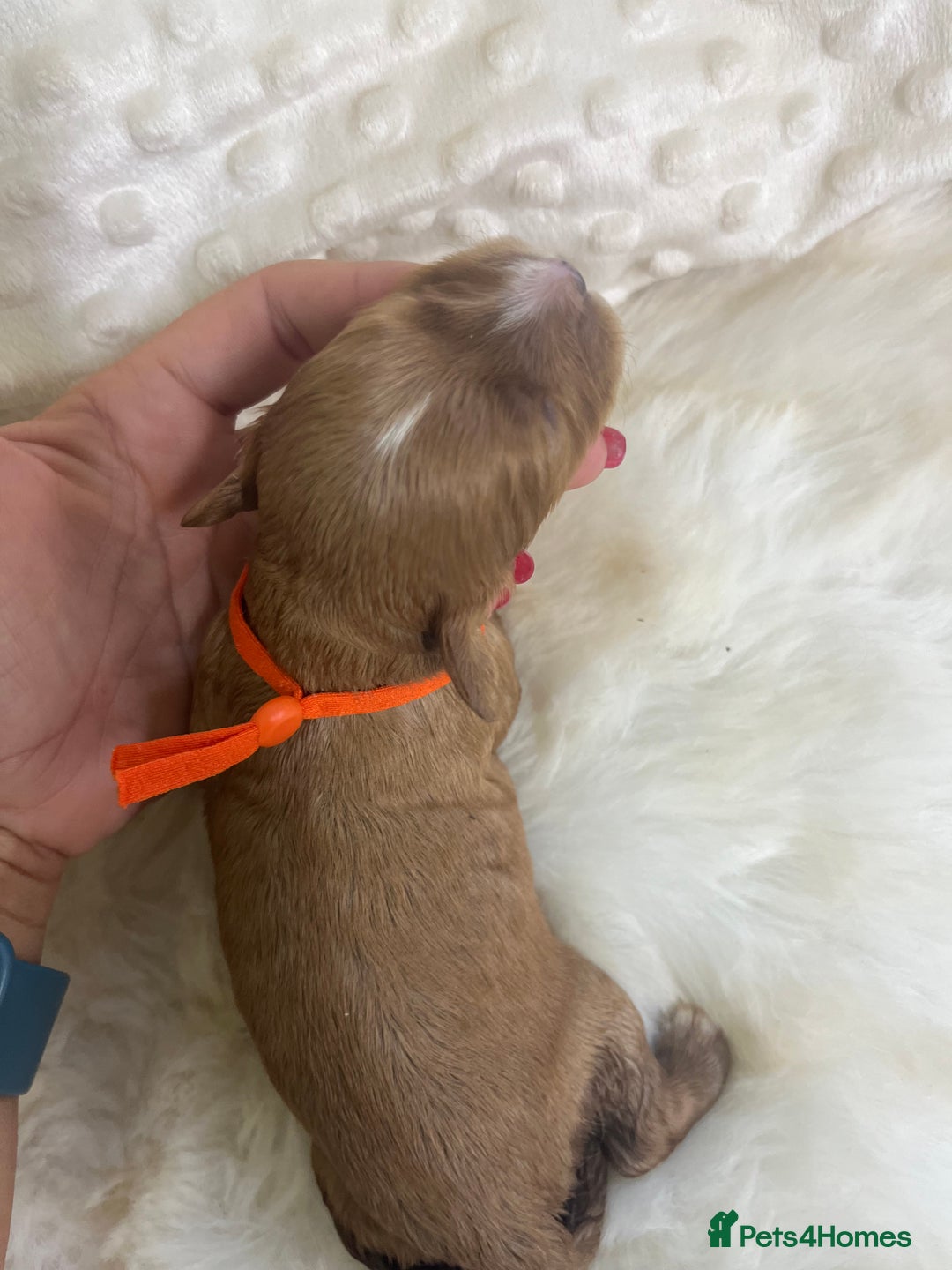 Cavapoo dogs for sale: Top Class Extensively tested F1b Toy Cavapoo pups - Image 15