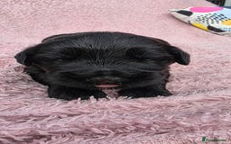 Russian Black Terrier dogs for sale: Russian Black Terrier  - Image 9