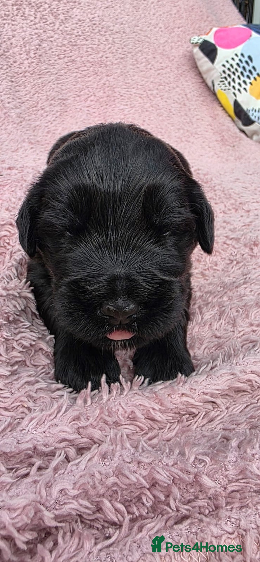 Russian Black Terrier dogs for sale: Russian Black Terrier  - Image 9