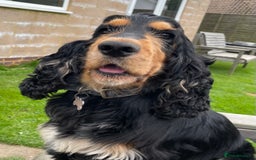 Cocker Spaniel dogs for sale: Lovely Luna is looking for a new home  - Advert 5