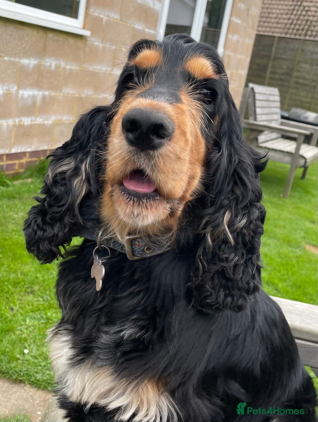 Cocker Spaniel dogs for sale: Lovely Luna is looking for a new home  - Advert 5
