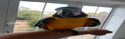 Macaws birds for sale: Tame 10 Month Old Male Blue & Gold Macaw in Harrow - Advert 5
