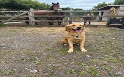 Golden Retriever dogs for sale: Beautiful GR Puppies – No Expense Spared! - Image 21
