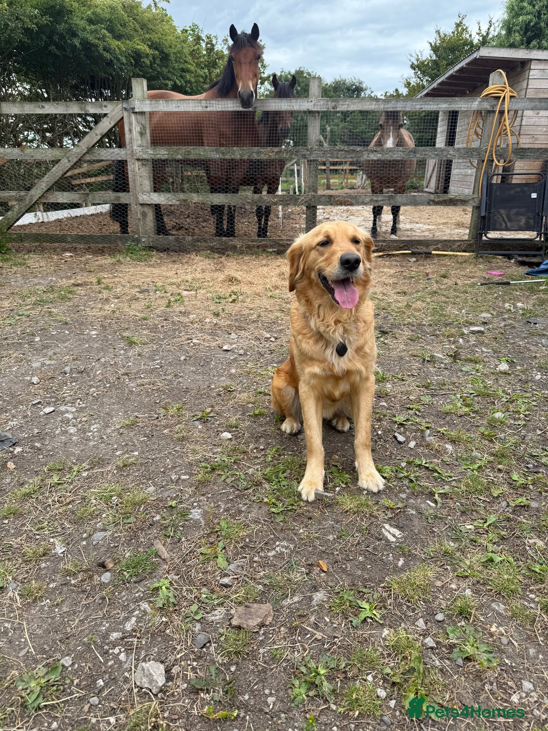 Golden Retriever dogs for sale: Beautiful GR Puppies – No Expense Spared! - Image 21
