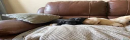 Labrador Retriever dogs for sale: Labrador puppies - Advert 4