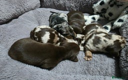 Miniature Dachshund dogs for sale: Stunning Miniture Dachshund pups for sale - Advert 7