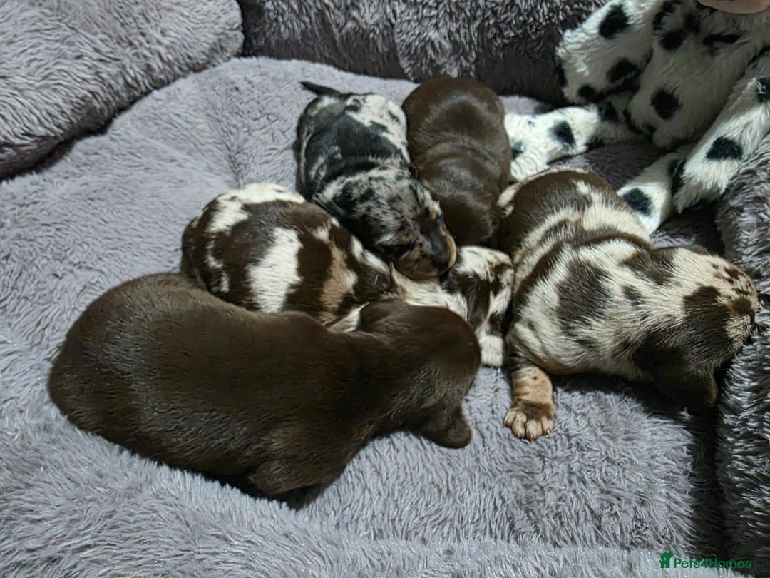 Miniature Dachshund dogs for sale: Stunning Miniture Dachshund pups for sale - Advert 7