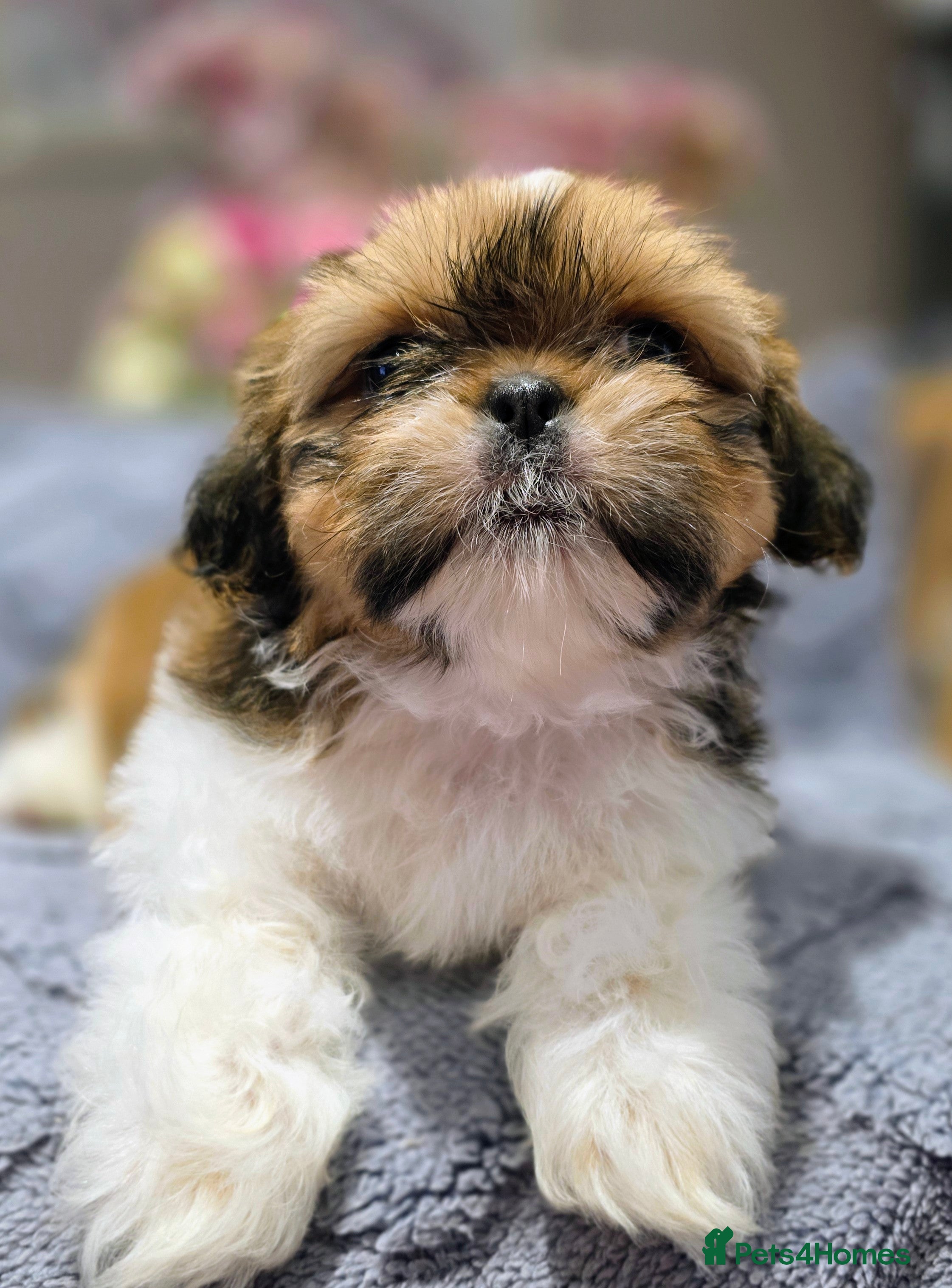 Shih Tzu dogs Shih tzu boy Casper is looking for a new mummy🐾 - Advert 17