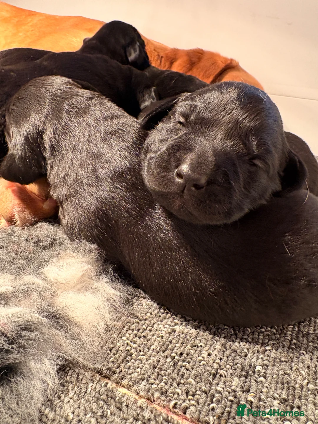 Labrador Retriever dogs for sale: KC full health tested Labrador puppies - Advert 2