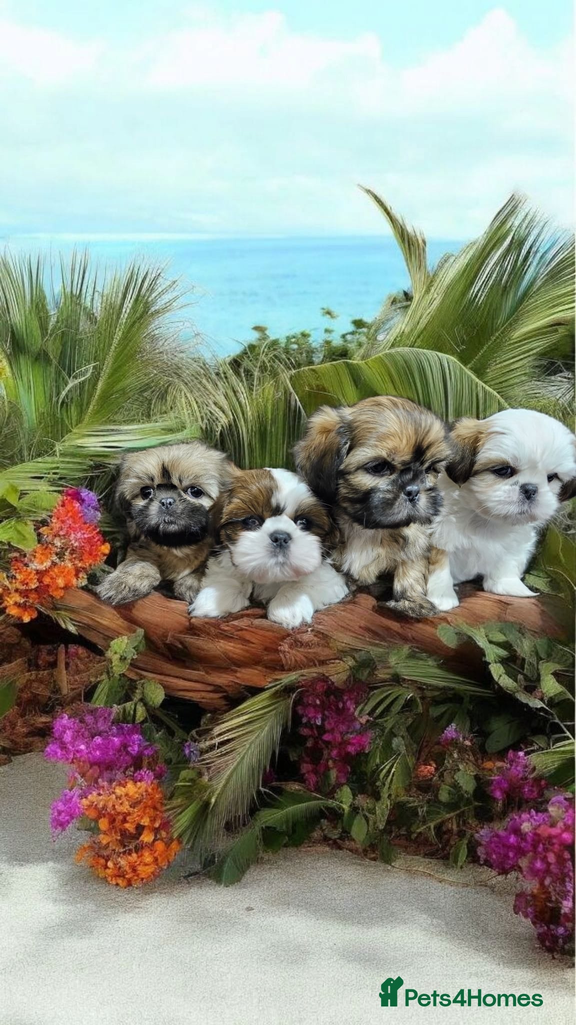 Shih Tzu dogs  💞 PURE STANDARD SHIH TZU 💕 - Advert 7