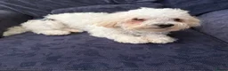 Mixed Breed dogs for sale: Bichon puppy - Advert 5