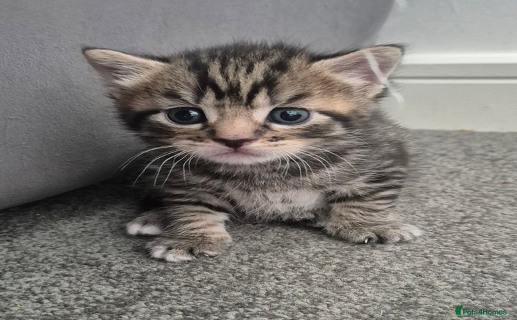Mixed Breed cats - Advert 1