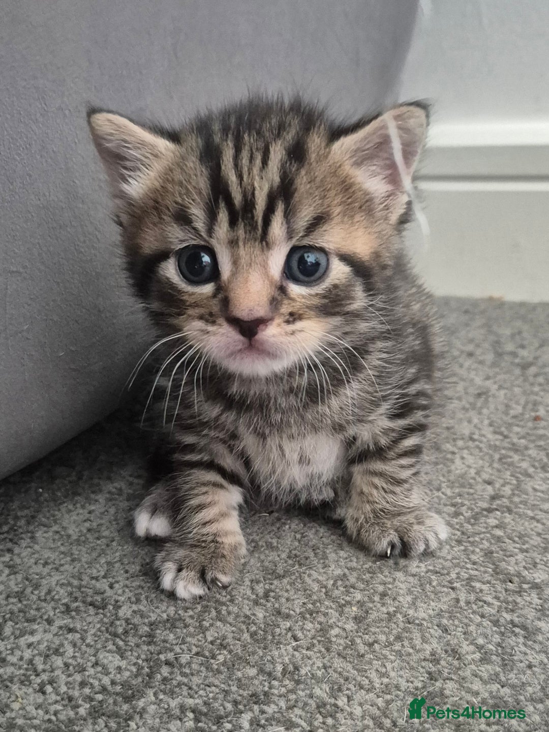Mixed Breed cats for sale: Two Tabby Boys For Sale  - Image 1