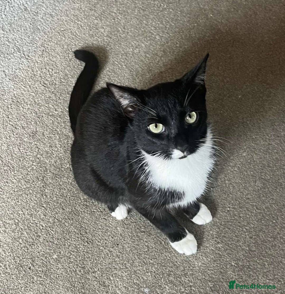 Domestic Shorthair cats for sale: 1 year old male cat FREE - Image 4
