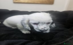 Dachshund dogs for sale: Stunning Dachshund Puppies  - Image 6